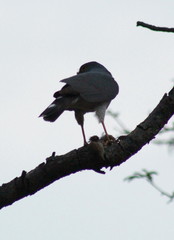 Accipiter minullus