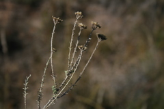 Helichrysum rutilans