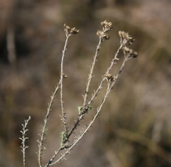 Helichrysum rutilans