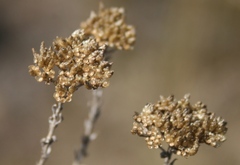 Helichrysum rutilans