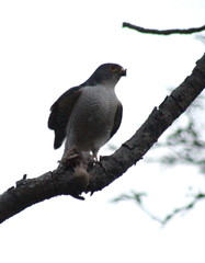 Accipiter minullus