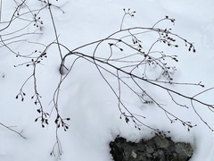 Pyrrhia aurantiago
