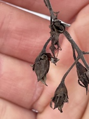 Pyrrhia aurantiago
