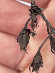 Pyrrhia aurantiago