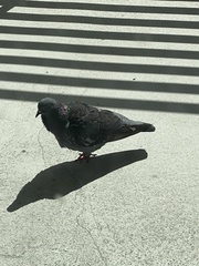 Columba livia domestica