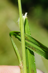 Bromus erectus