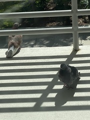 Columba livia domestica