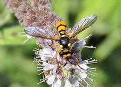 Conops silaceus