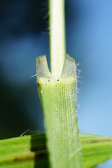 Bromus erectus