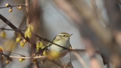 Phylloscopus proregulus