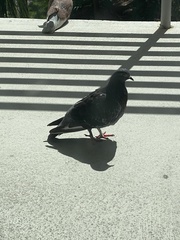 Columba livia domestica