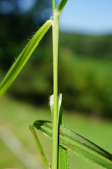 Bromus erectus