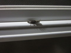 Hemicrepidius nemnonius