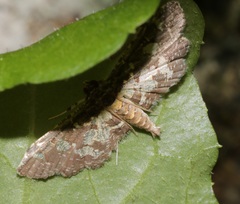 Eurrhyparodes bracteolalis