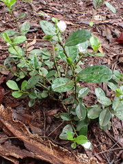 Polygala serpentaria