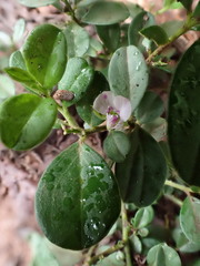 Polygala serpentaria