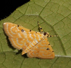 Notarcha aurolinealis