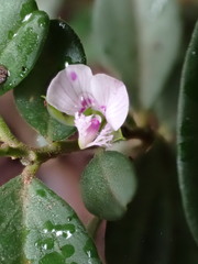 Polygala serpentaria