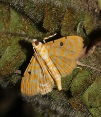 Notarcha aurolinealis