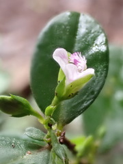 Polygala serpentaria