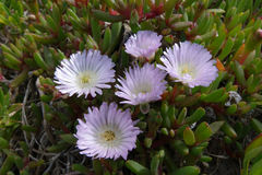 Disphyma australe australe