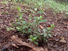 Polygala serpentaria