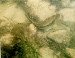 Centropristis striata