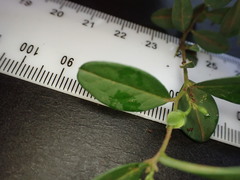 Polygala serpentaria