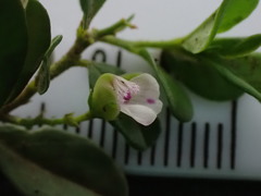 Polygala serpentaria