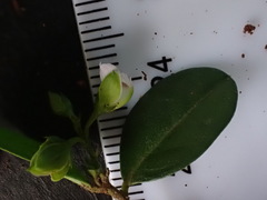 Polygala serpentaria