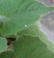 Bemisia argentifolii