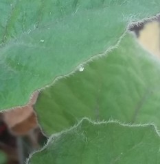 Bemisia argentifolii