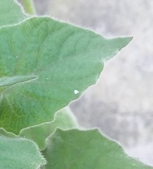 Bemisia argentifolii