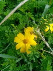 Tagetes zypaquirensis