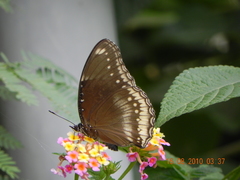 Hypolimnas bolina
