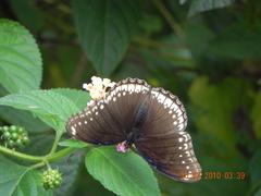 Hypolimnas bolina