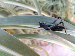 Omocestus