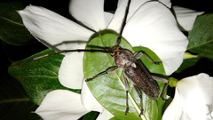 Gnaphalodes trachyderoides