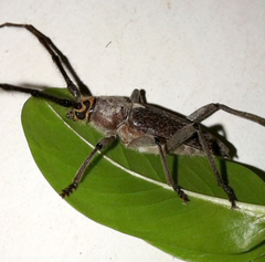 Gnaphalodes trachyderoides