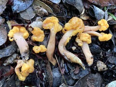 Cudonia spathulata