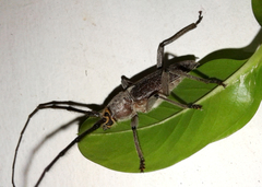 Gnaphalodes trachyderoides