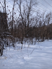 Rhus glabra