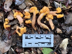 Cudonia spathulata