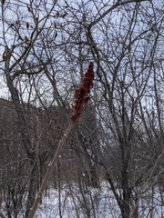 Rhus glabra