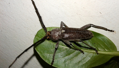 Gnaphalodes trachyderoides