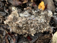 Cudonia spathulata
