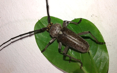 Gnaphalodes trachyderoides