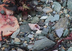 Urosalpinx cinerea image