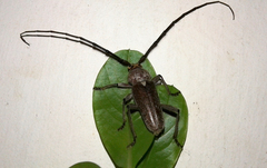Gnaphalodes trachyderoides