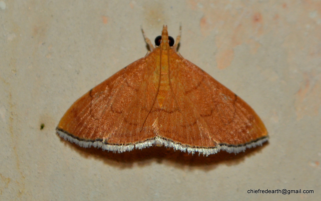 Hyalobathra opheltesalis